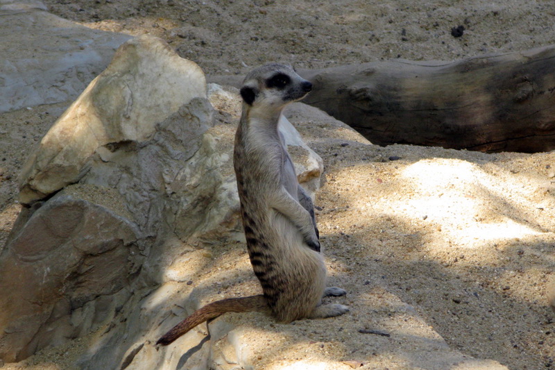 Thailand, Bangkok, Dusit Zoo